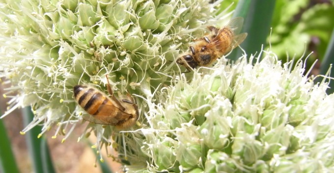 polen alimento natural
