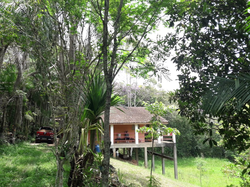 flores abelhas
