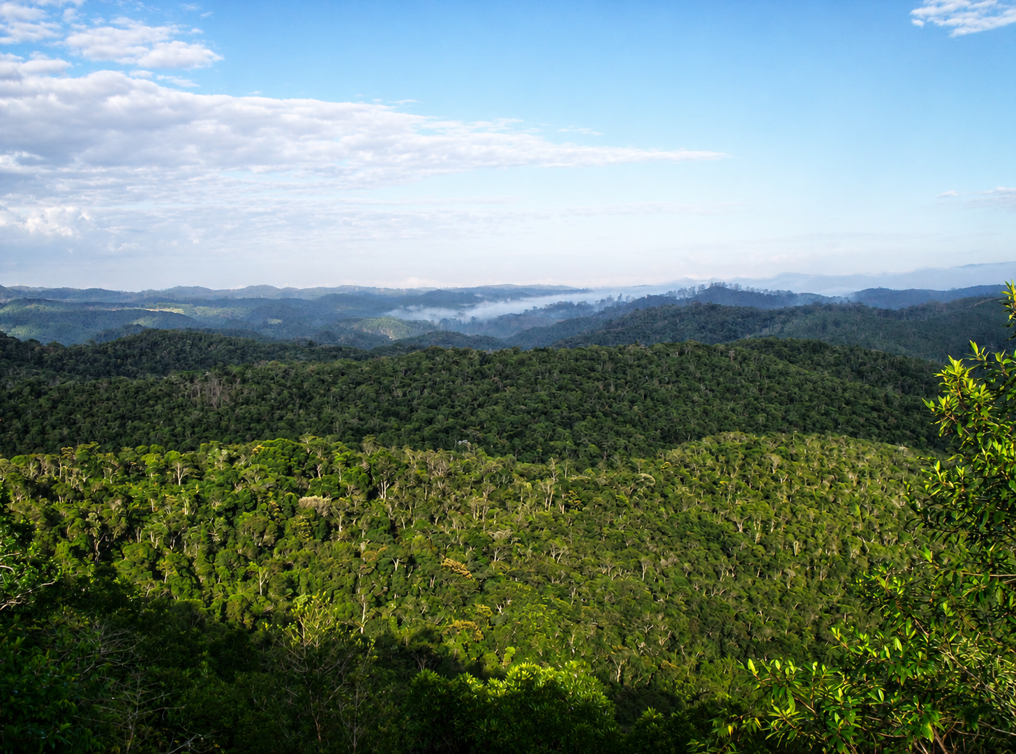 apiario-ozoraide-mata-atlantica-area-preservacao-ambiental