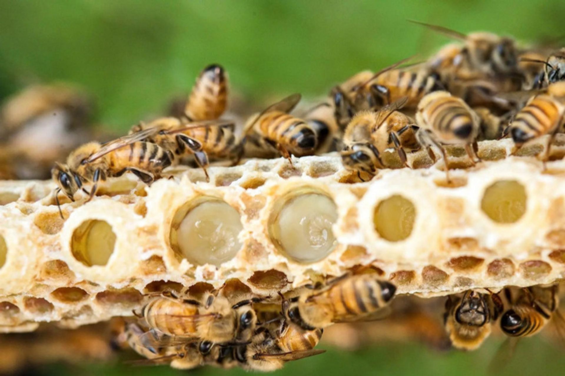 arvores nectar