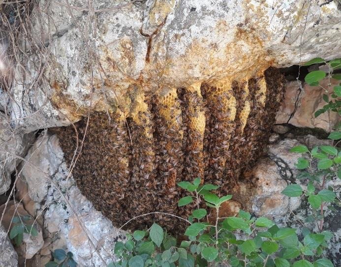 Enxame de Abelhas