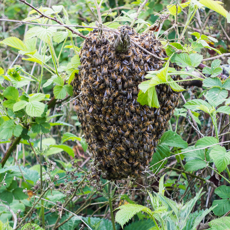 abelhas